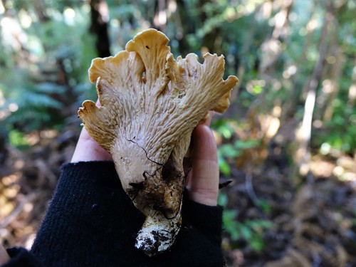 Gloeocantharellus dingleyae image
