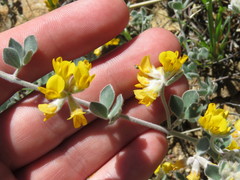Acmispon argophyllus argophyllus