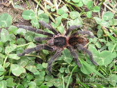 Plesiopelma longisternale