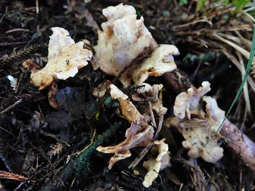 Gloeocantharellus dingleyae image