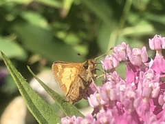 Polites peckius