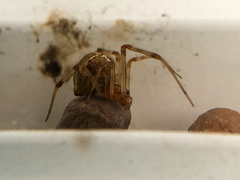 Theridion murarium