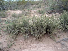 Junellia seriphioides