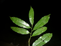 Virola guatemalensis image