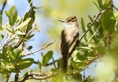 Myiarchus tuberculifer