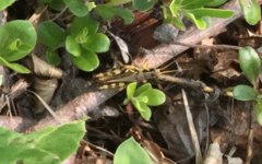 Melanoplus fasciatus