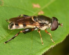 Tropidia albistylum