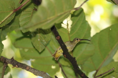 Arachnothera chrysogenys