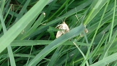 Achyra nudalis