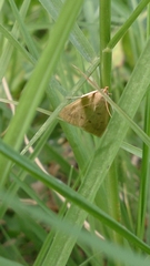 Achyra nudalis