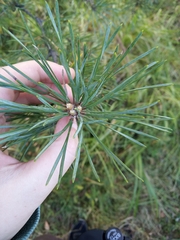 Pinus sylvestris
