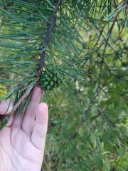 Pinus sylvestris