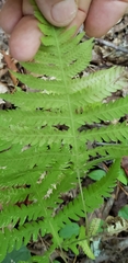 Phegopteris hexagonoptera