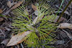 Schizaea