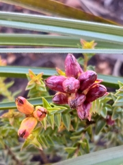 Penaea cneorum cneorum