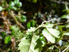 Rubus australis