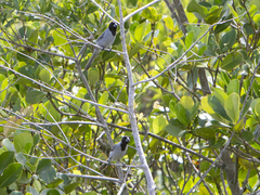 Schistochlamys melanopis