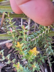 Penaea cneorum cneorum