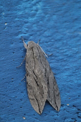 Sphinx leucophaeata