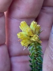 Penaea cneorum cneorum