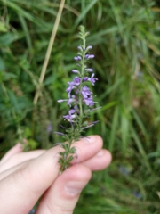 Veronica longifolia