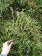 Veronica longifolia