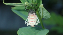 Halyomorpha halys