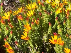Osteospermum glabrum