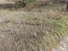 Lavandula pedunculata