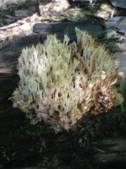 Ramaria stricta image