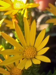 Osteospermum glabrum