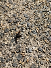 Pristaulacus fasciatus