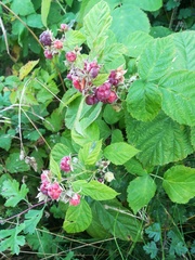 Rubus × idaeoides