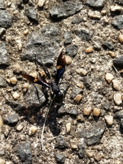 Pristaulacus fasciatus