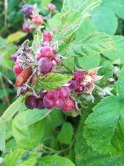 Rubus × idaeoides
