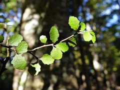 Melicytus micranthus