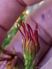 Osteospermum glabrum