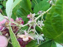 Rubus × idaeoides