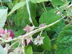 Rubus × idaeoides