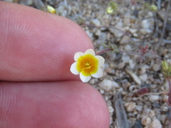 Leptosiphon lemmonii