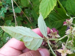 Rubus × idaeoides
