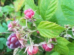 Rubus × idaeoides