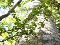 Melicytus micranthus