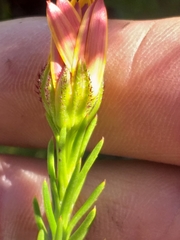 Osteospermum glabrum