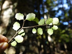 Melicytus micranthus