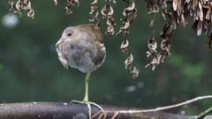 Gallinula chloropus