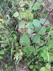 Rubus × idaeoides