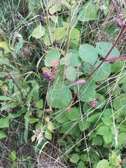 Rubus × idaeoides