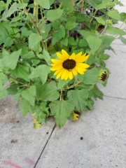 Helianthus