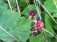 Rubus × idaeoides